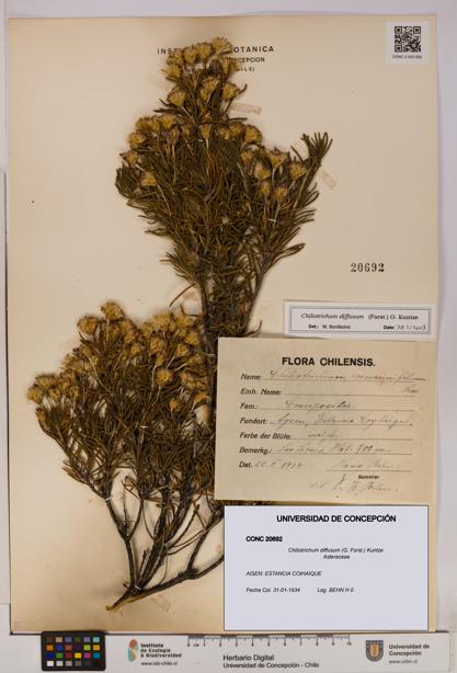 Chiliotrichum diffusum [Espécimen: UDEC:CONC:0020692]