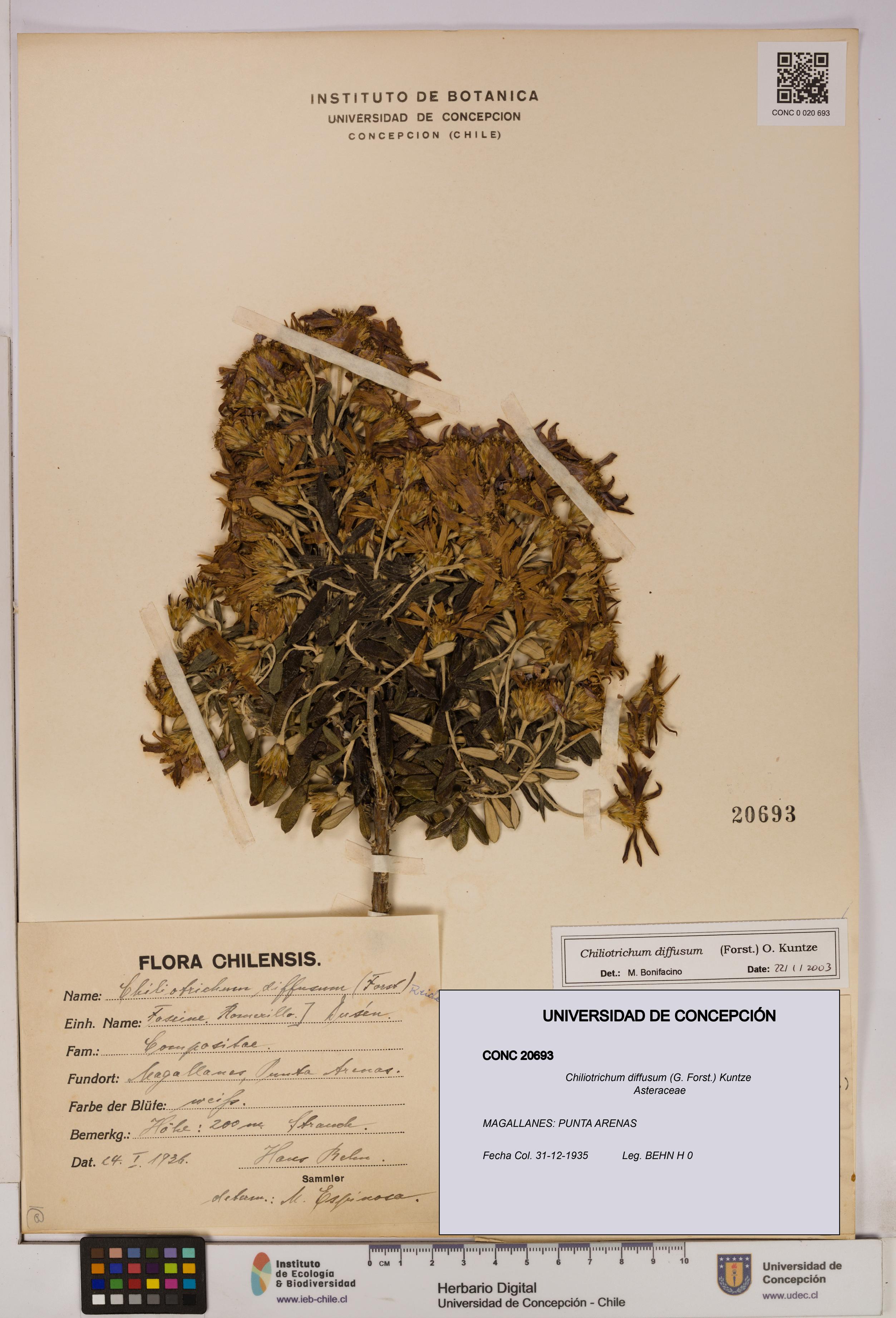 Chiliotrichum diffusum [Espécimen: UDEC:CONC:0020693]
