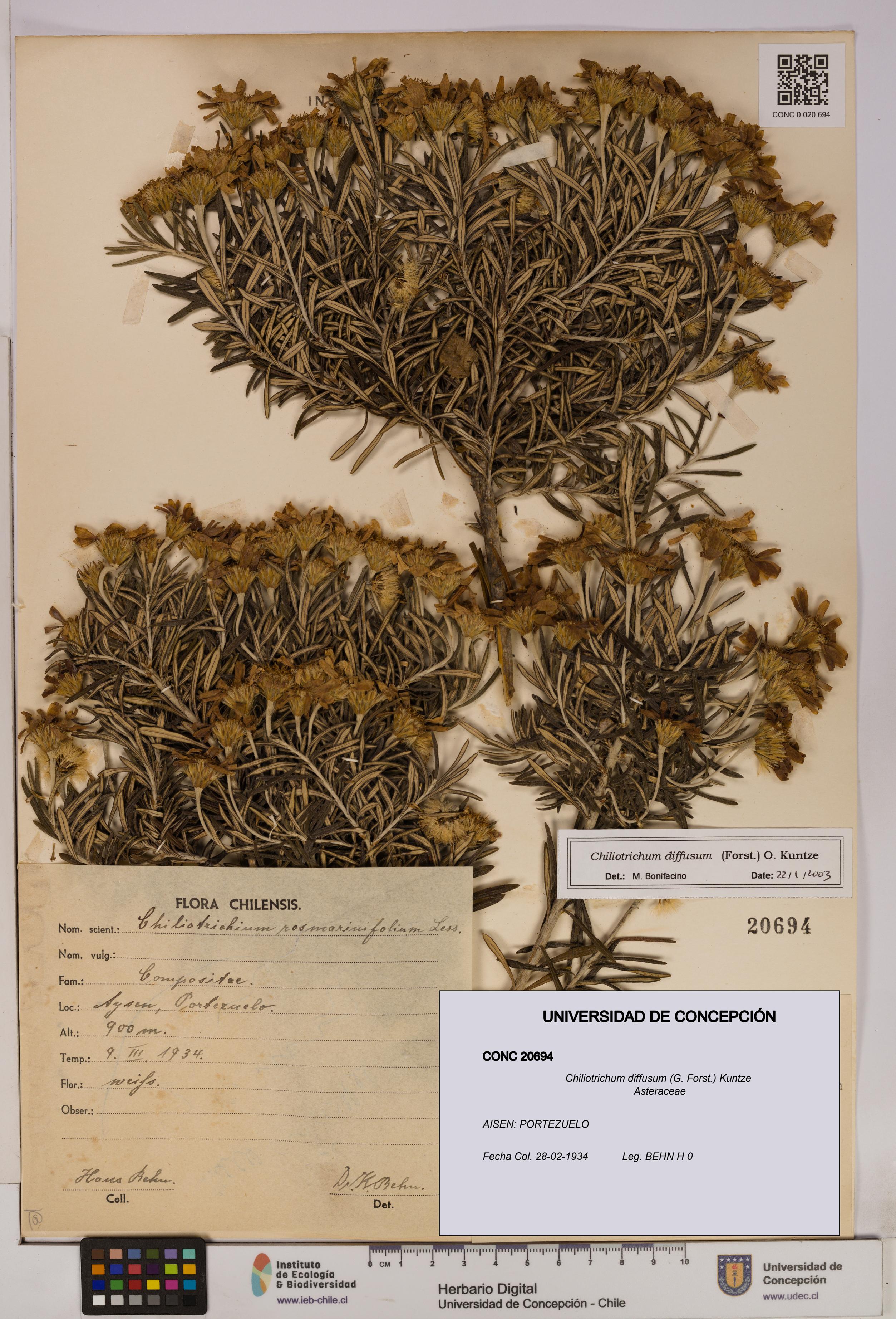 Chiliotrichum diffusum [Espécimen: UDEC:CONC:0020694]