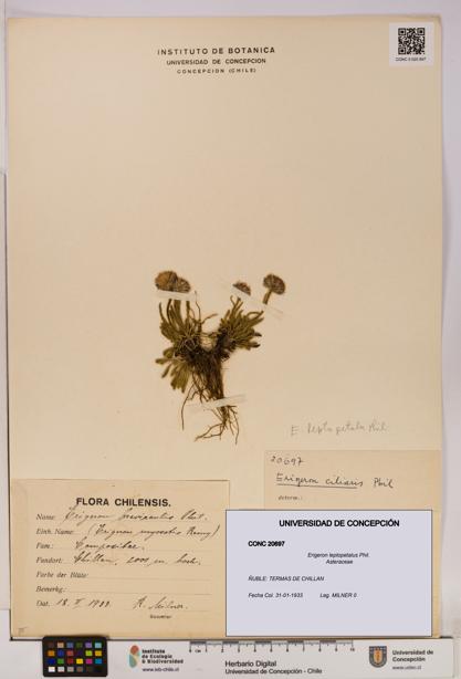 Erigeron leptopetalus [Espécimen: UDEC:CONC:0020697]