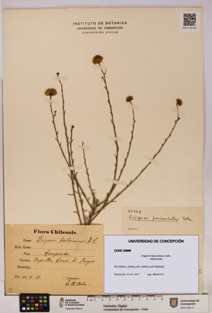 Erigeron fasciculatus [Espécimen: UDEC:CONC:0020698]