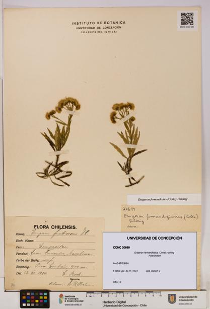 Erigeron fernandezius [Espécimen: UDEC:CONC:0020699]