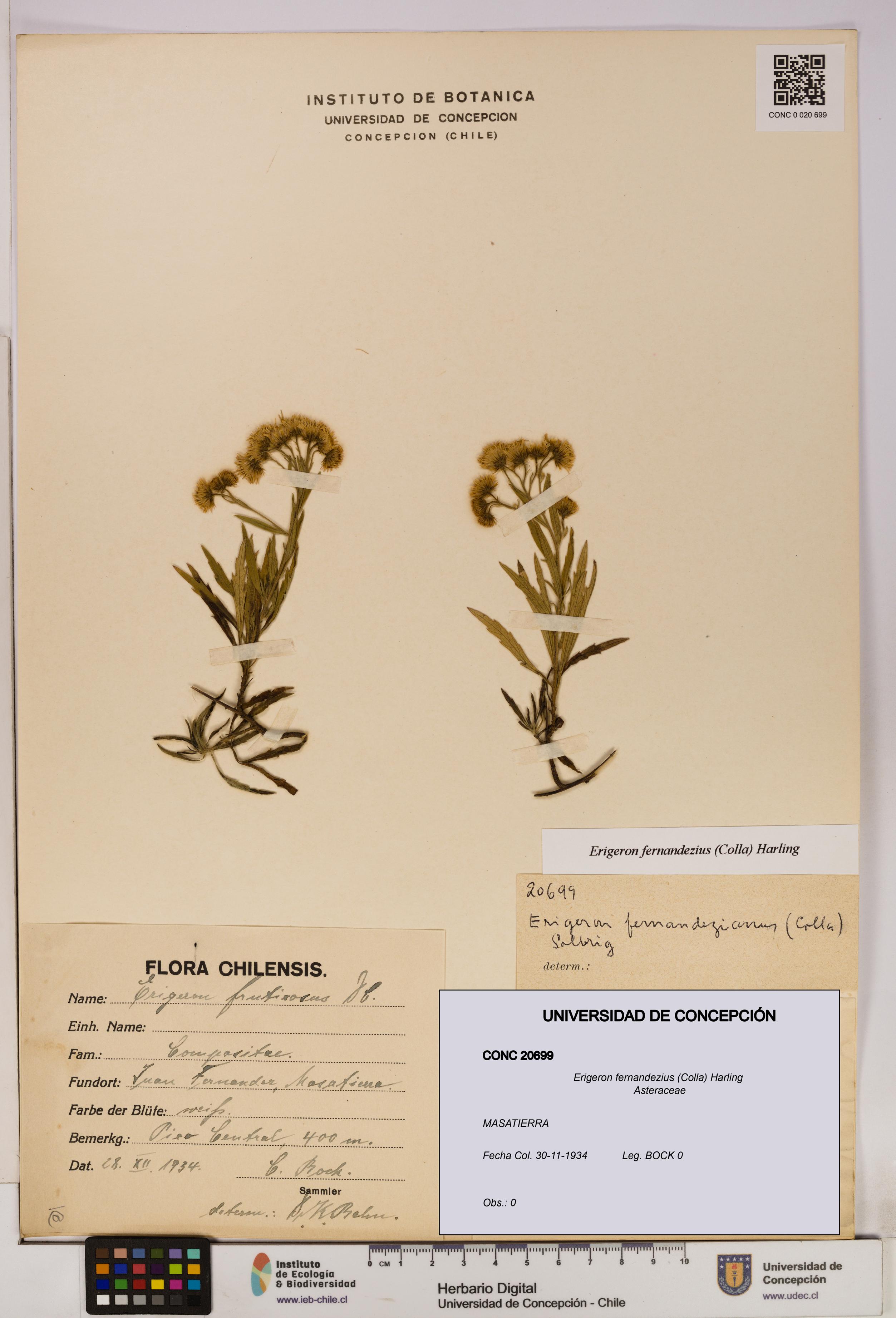 Erigeron fernandezius [Espécimen: UDEC:CONC:0020699]