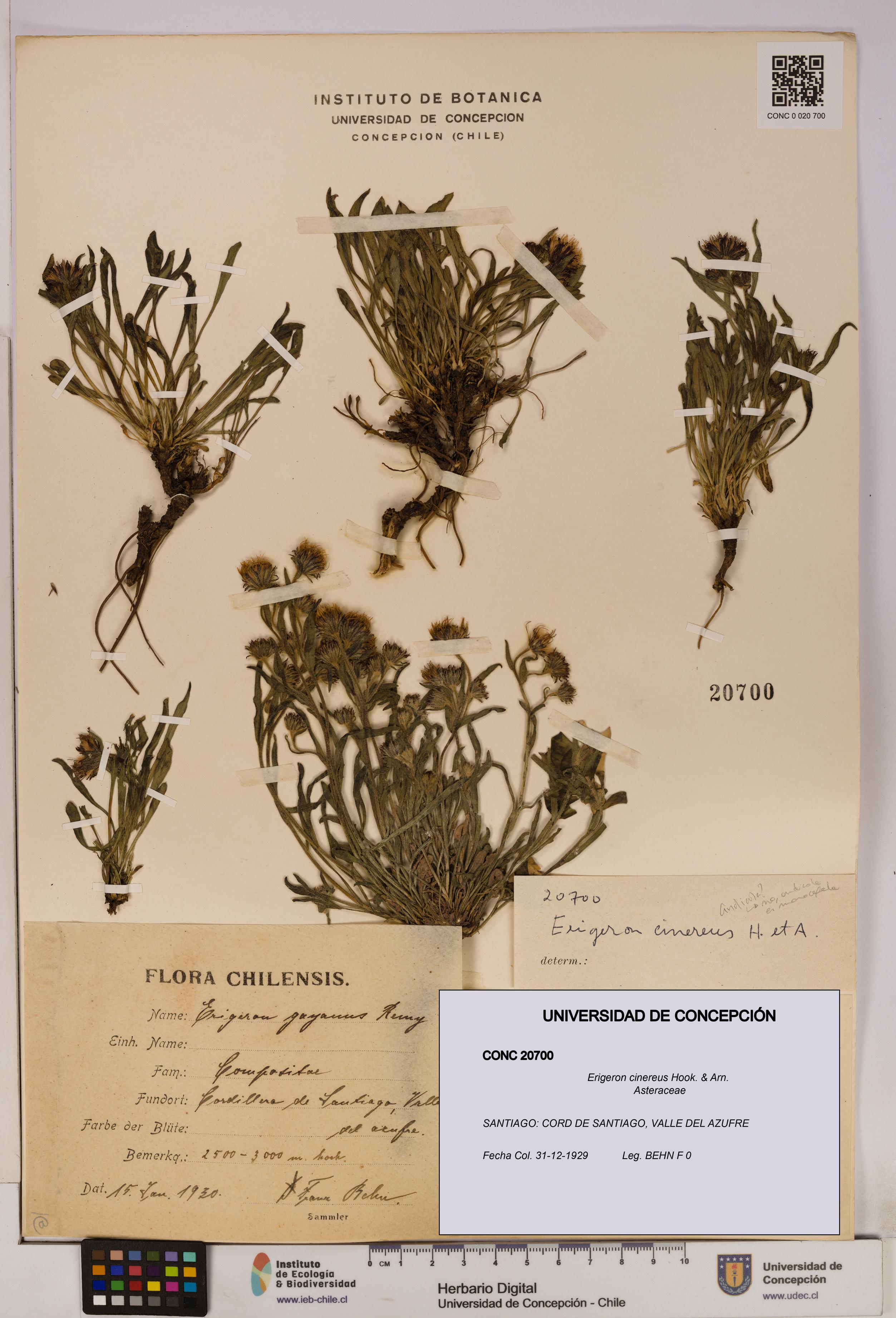 Erigeron cinereus [Espécimen: UDEC:CONC:0020700]