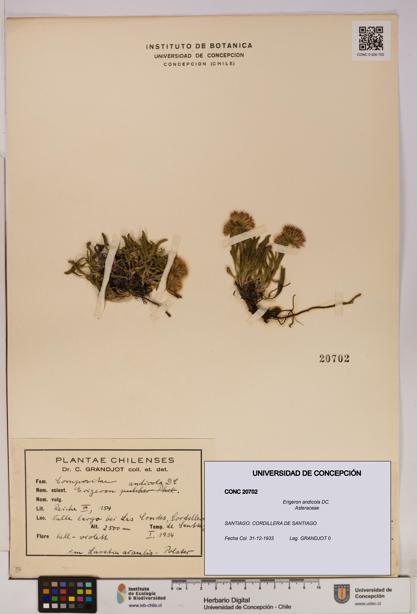 Erigeron andicola [Espécimen: UDEC:CONC:0020702]