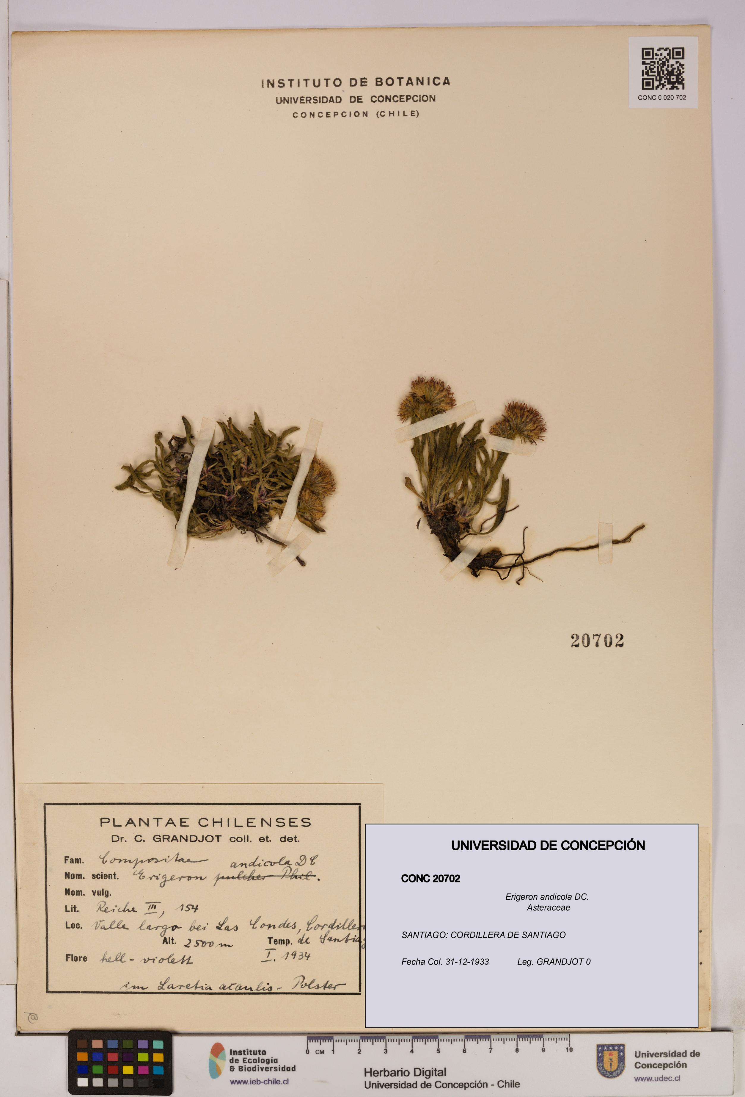 Erigeron andicola [Espécimen: UDEC:CONC:0020702]