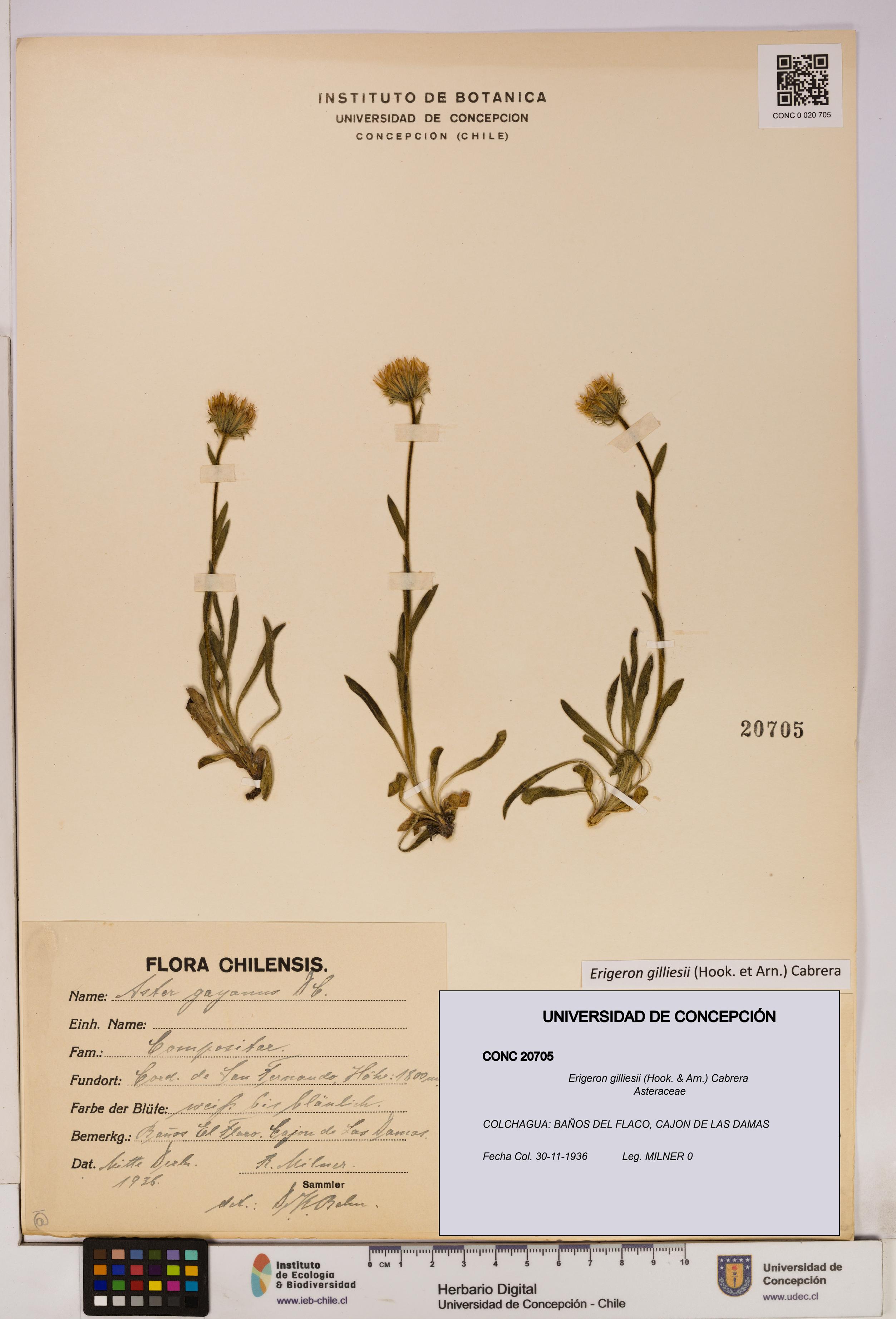 Erigeron gilliesii [Espécimen: UDEC:CONC:0020705]