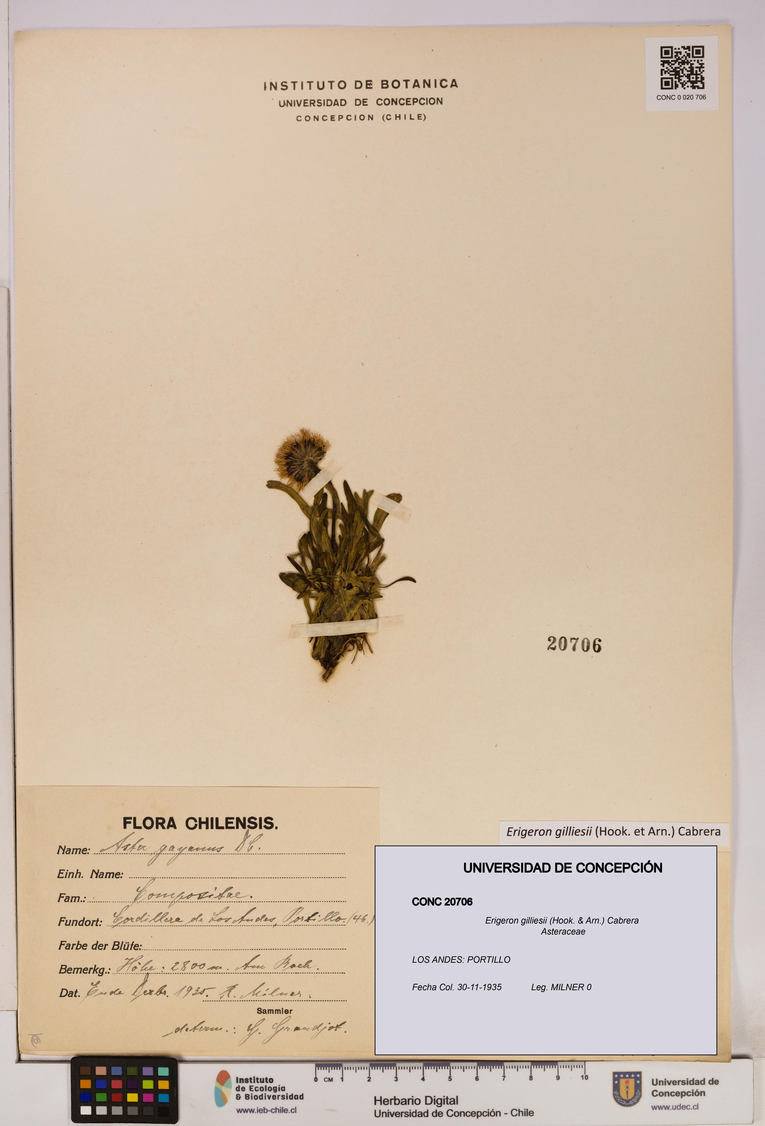 Erigeron gilliesii [Espécimen: UDEC:CONC:0020706]