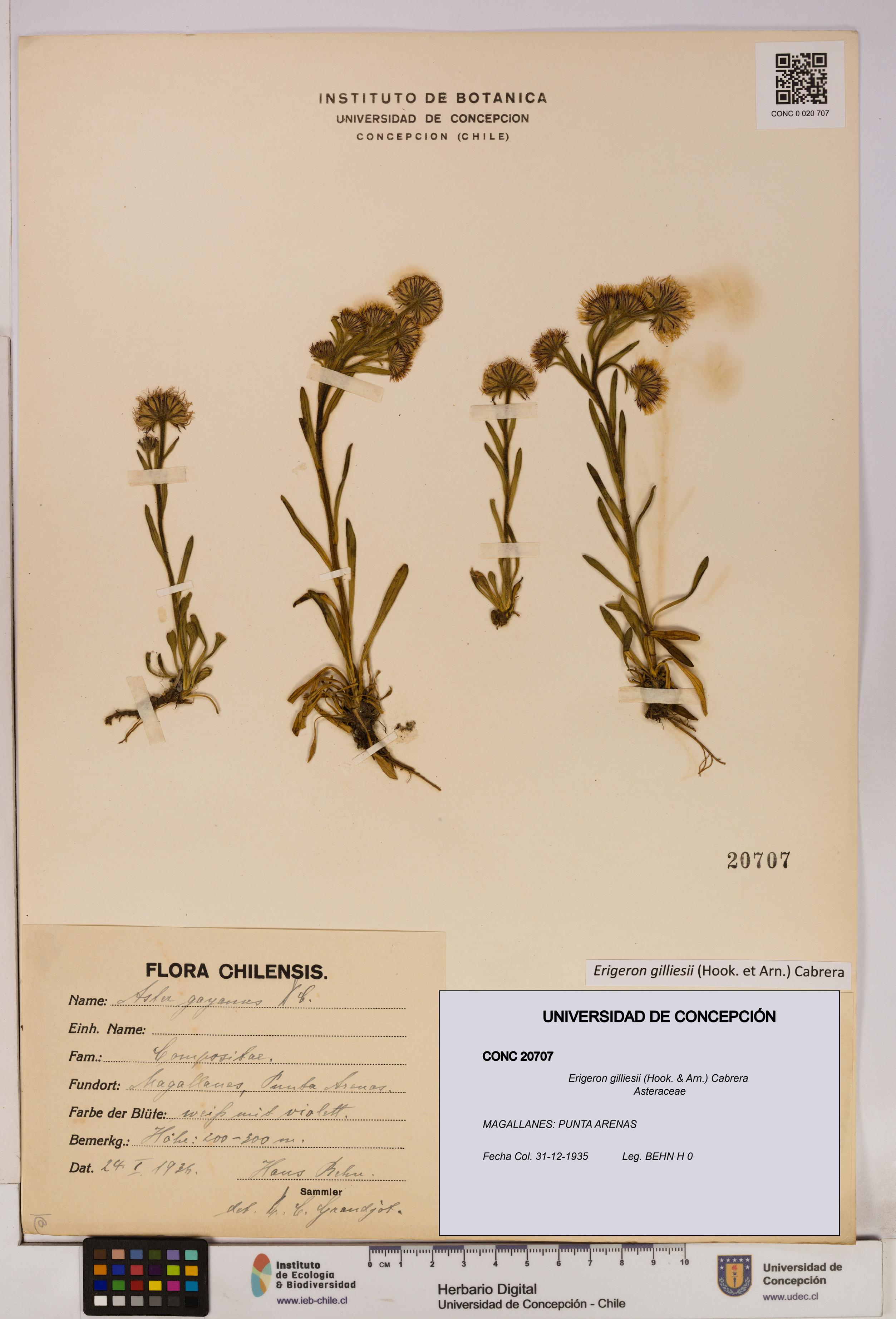 Erigeron gilliesii [Espécimen: UDEC:CONC:0020707]