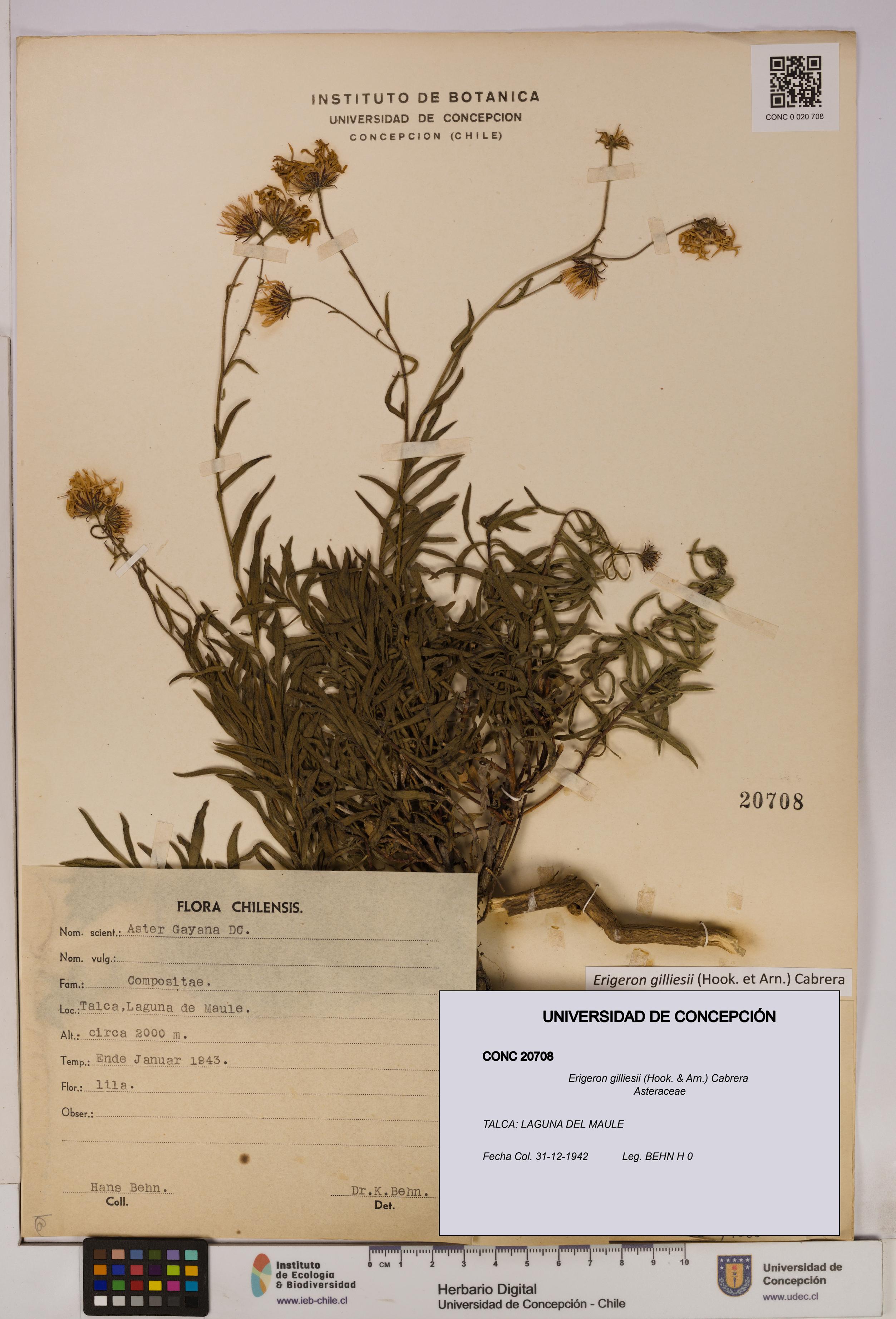 Erigeron gilliesii [Espécimen: UDEC:CONC:0020708]