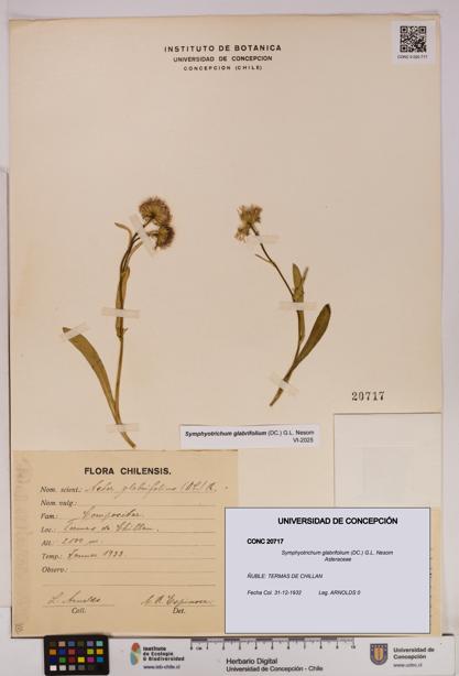Symphyotrichum glabrifolium [Espécimen: UDEC:CONC:0020717]