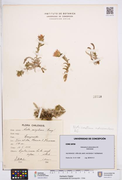 Noticastrum adscendens [Espécimen: ]