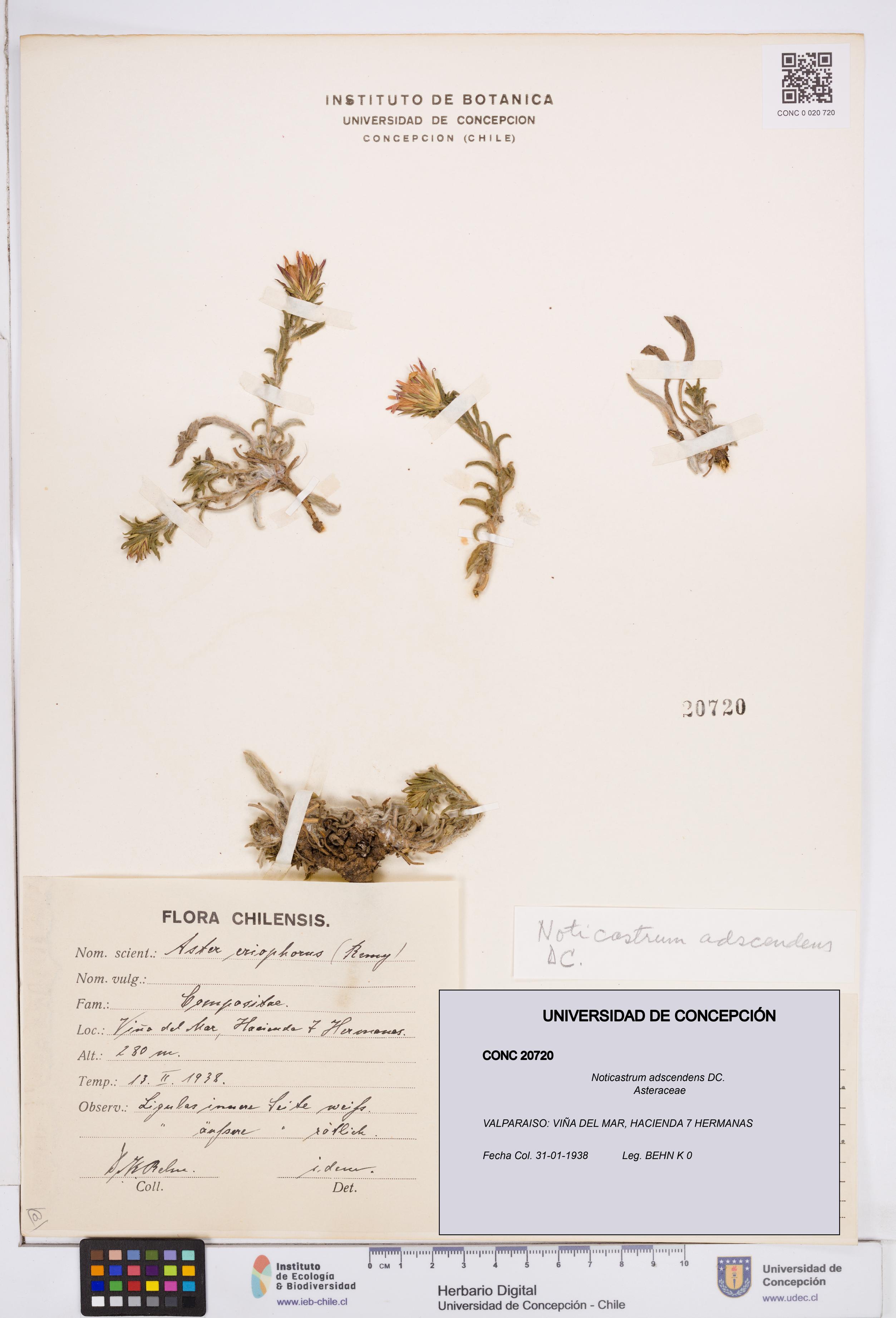 Noticastrum adscendens [Espécimen: ]