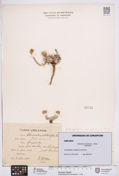 Noticastrum eriophorum [Espécimen: ]
