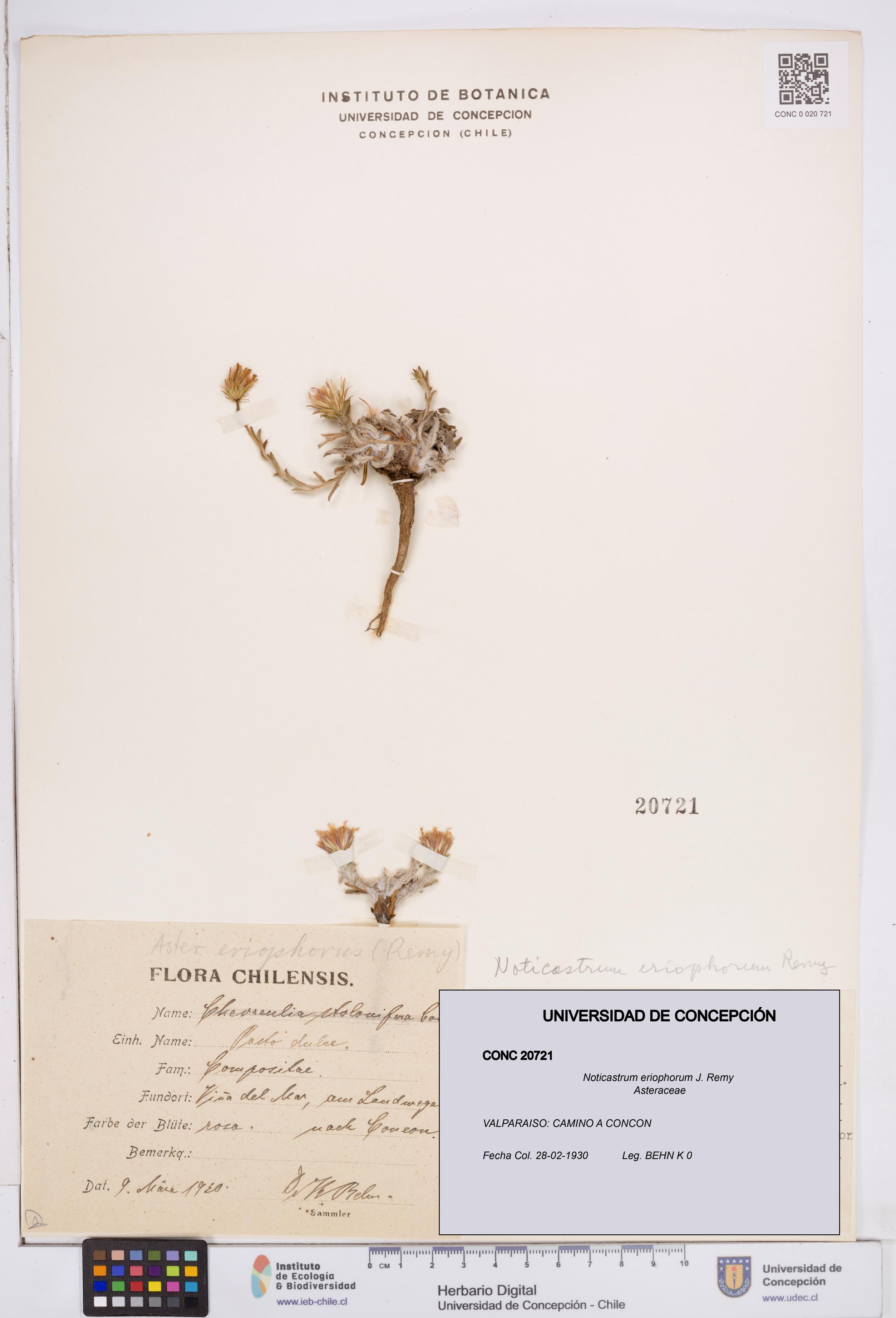 Noticastrum eriophorum [Espécimen: ]