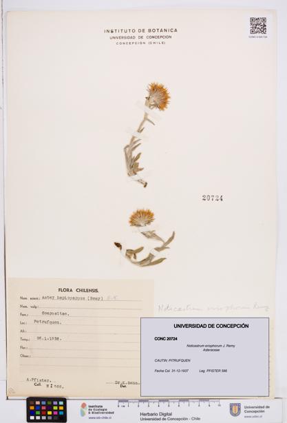 Noticastrum eriophorum [Espécimen: ]