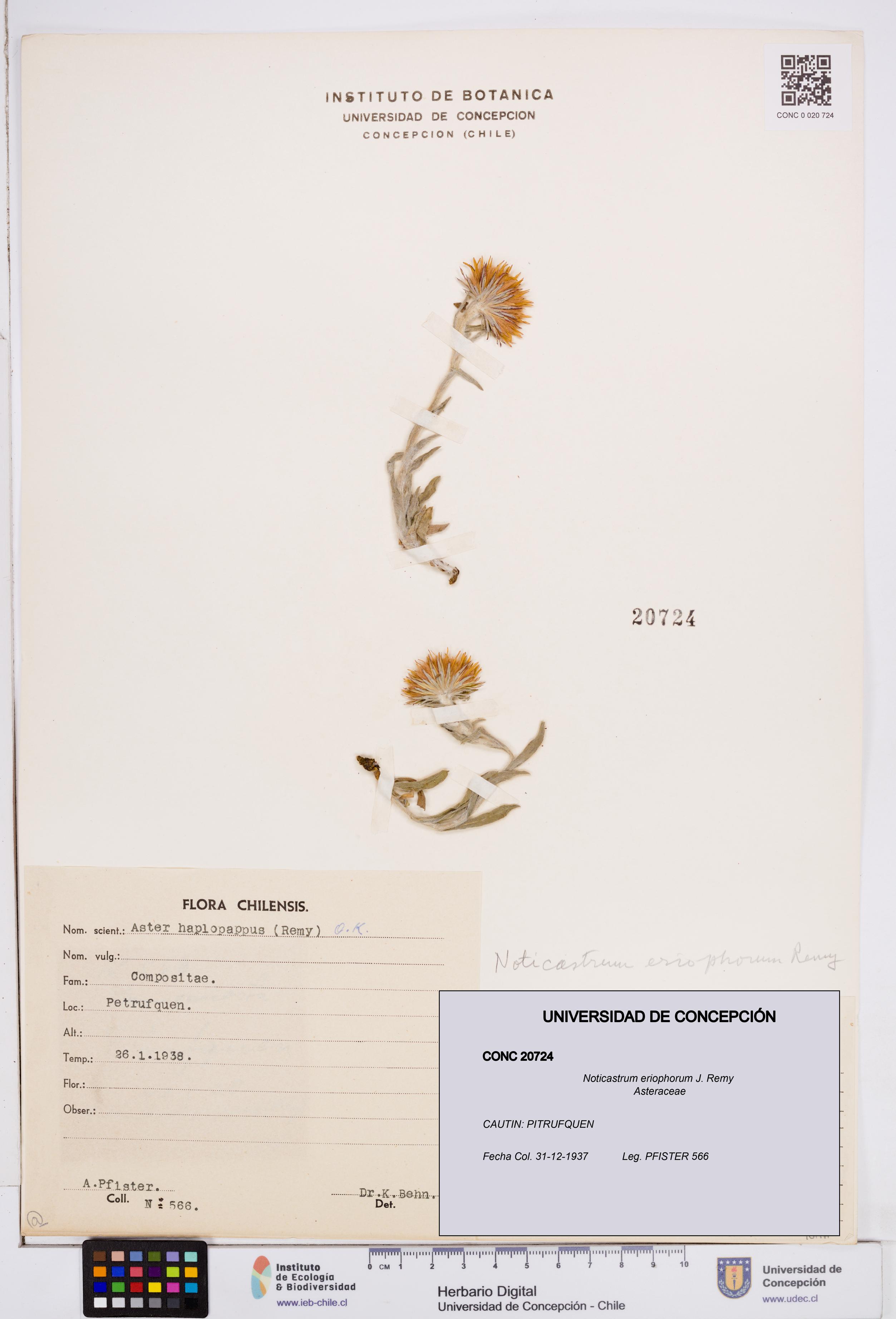Noticastrum eriophorum [Espécimen: ]