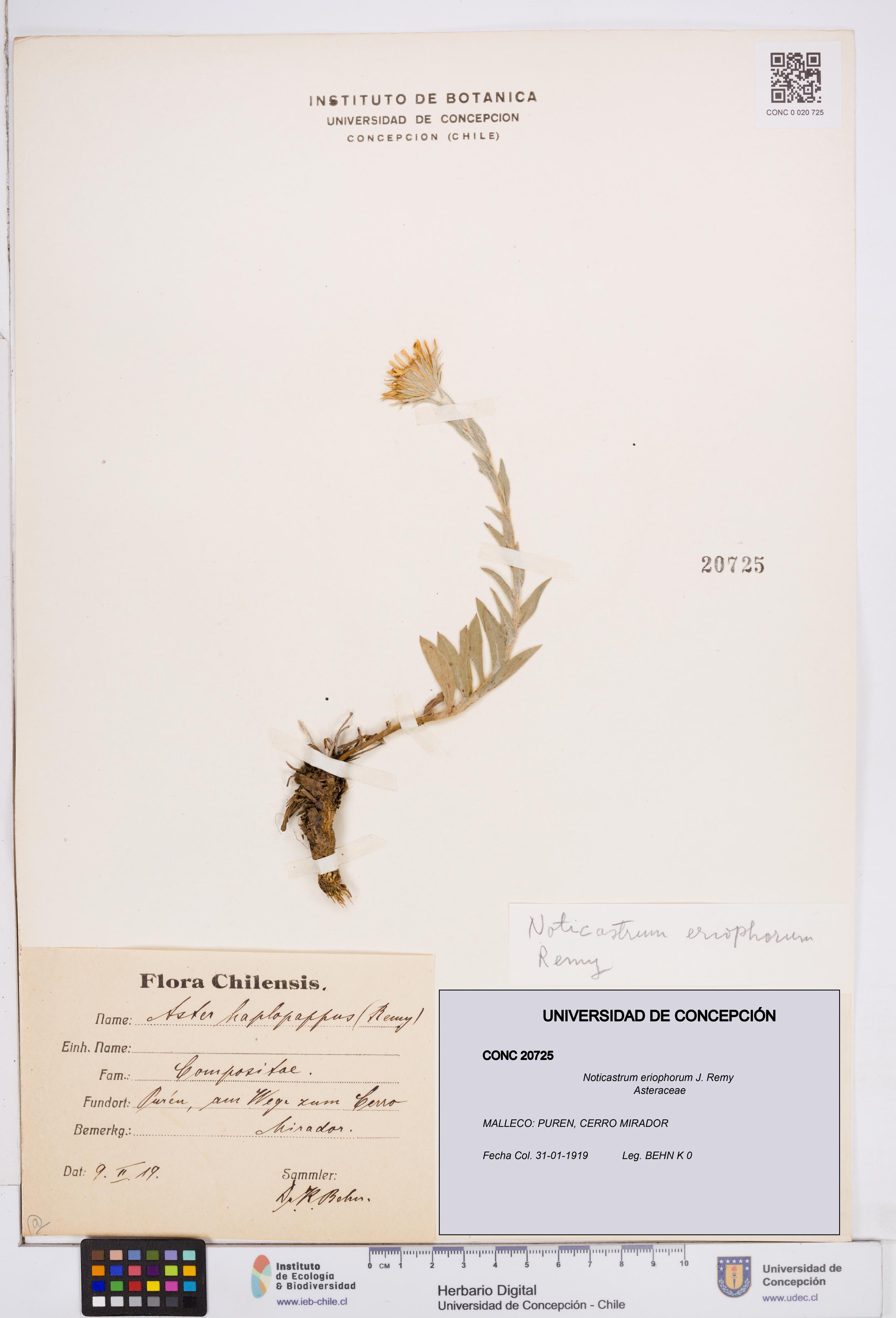Noticastrum eriophorum [Espécimen: ]