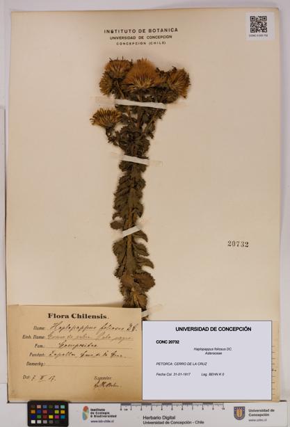 Haplopappus foliosus [Espécimen: UDEC:CONC:0020732]