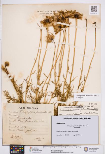 Notopappus pectinatus [Espécimen: ]
