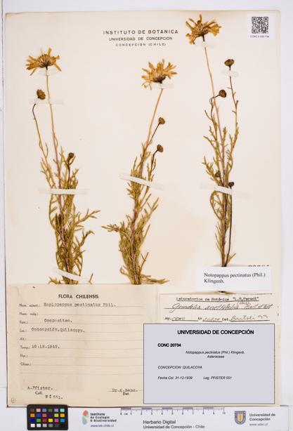 Notopappus pectinatus [Espécimen: ]