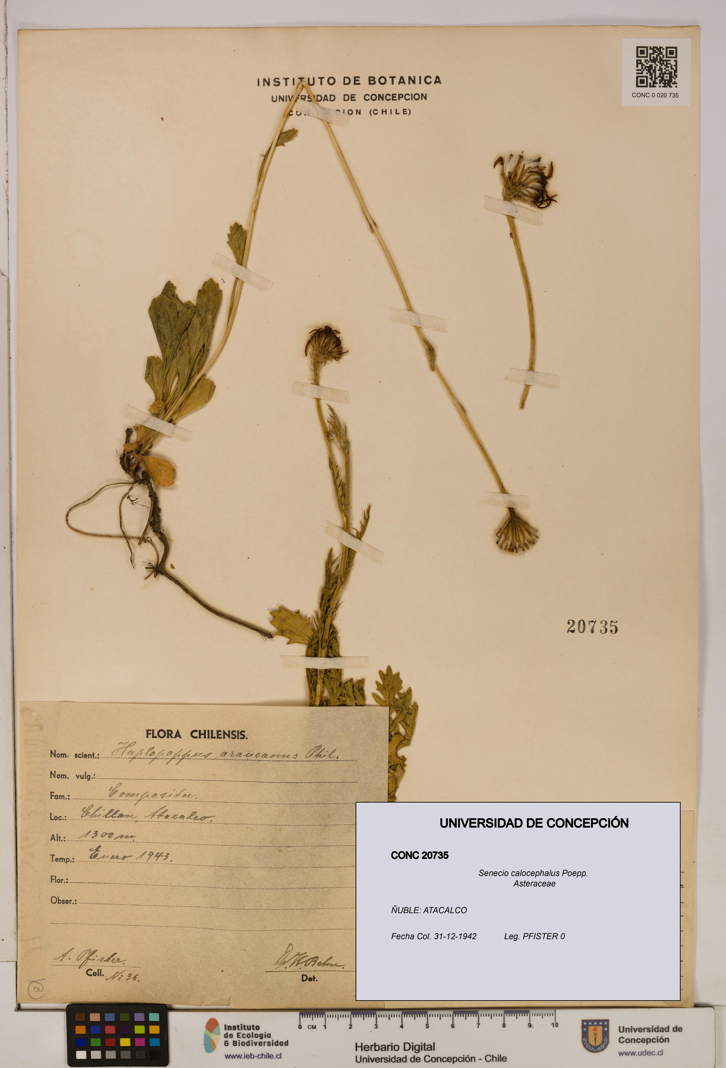 Senecio calocephalus [Espécimen: UDEC:CONC:0020735]