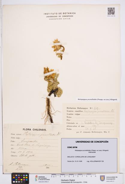 Notopappus prunelloides [Espécimen: ]