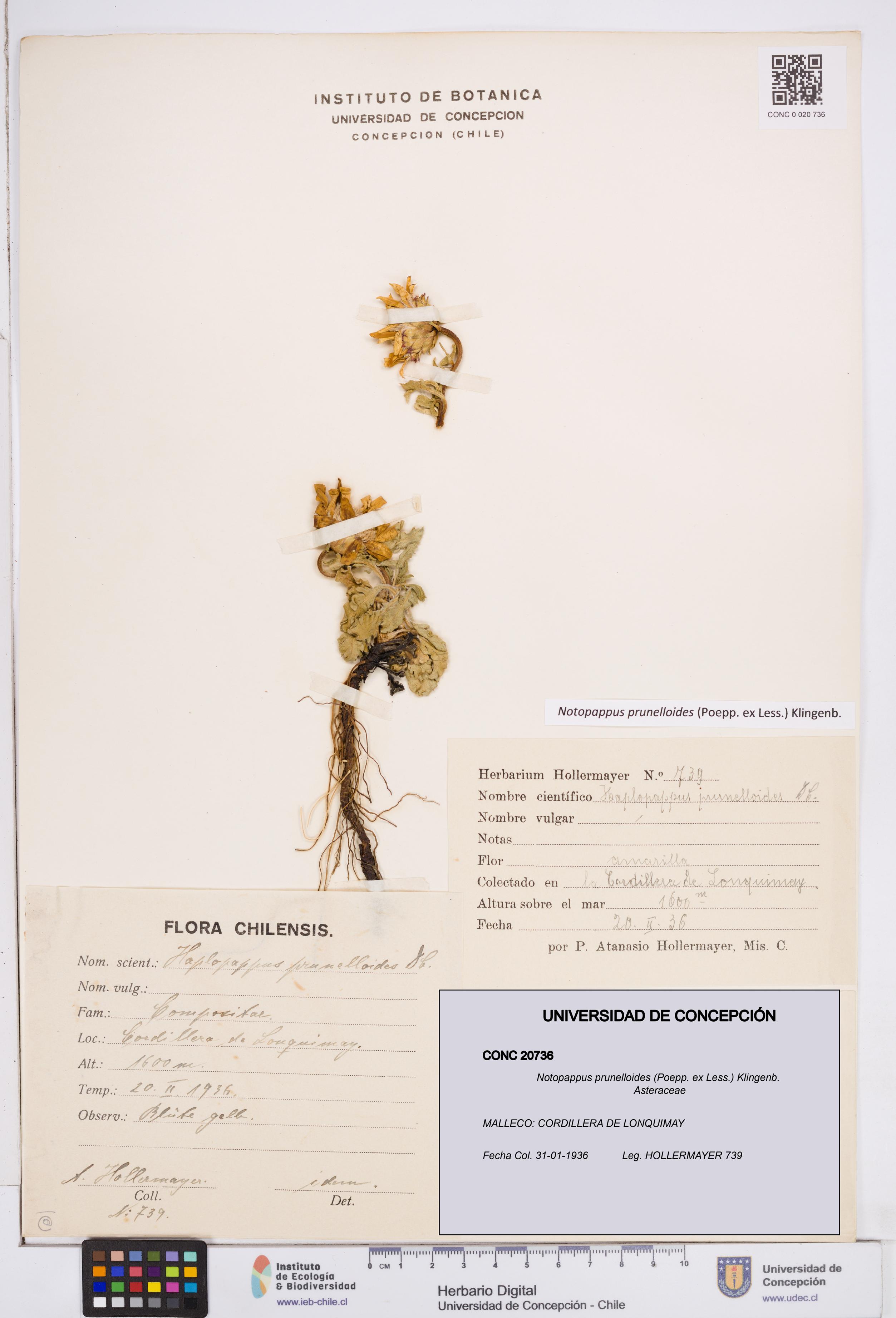 Notopappus prunelloides [Espécimen: ]
