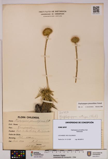 Haplopappus pinnatifidus [Espécimen: UDEC:CONC:0020737]