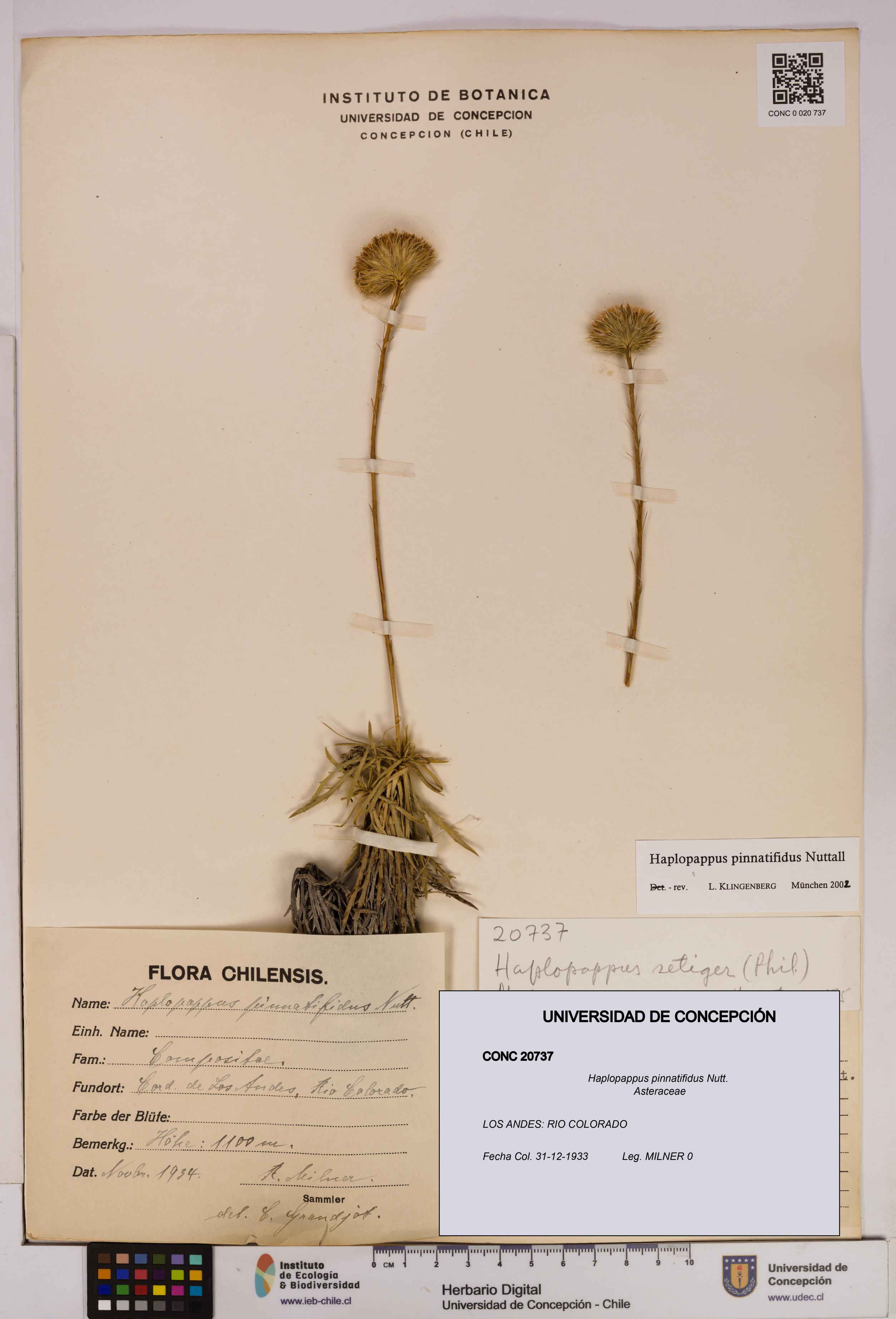 Haplopappus pinnatifidus [Espécimen: UDEC:CONC:0020737]