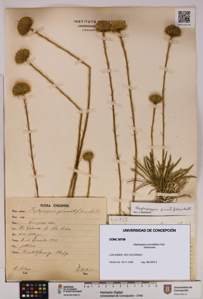 Haplopappus pinnatifidus [Espécimen: UDEC:CONC:0020738]