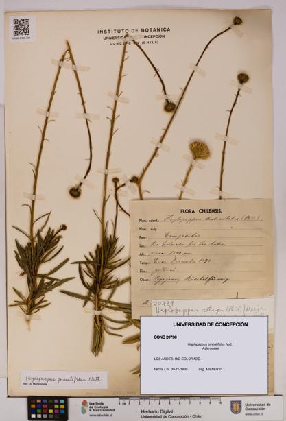 Haplopappus pinnatifidus [Espécimen: UDEC:CONC:0020739]