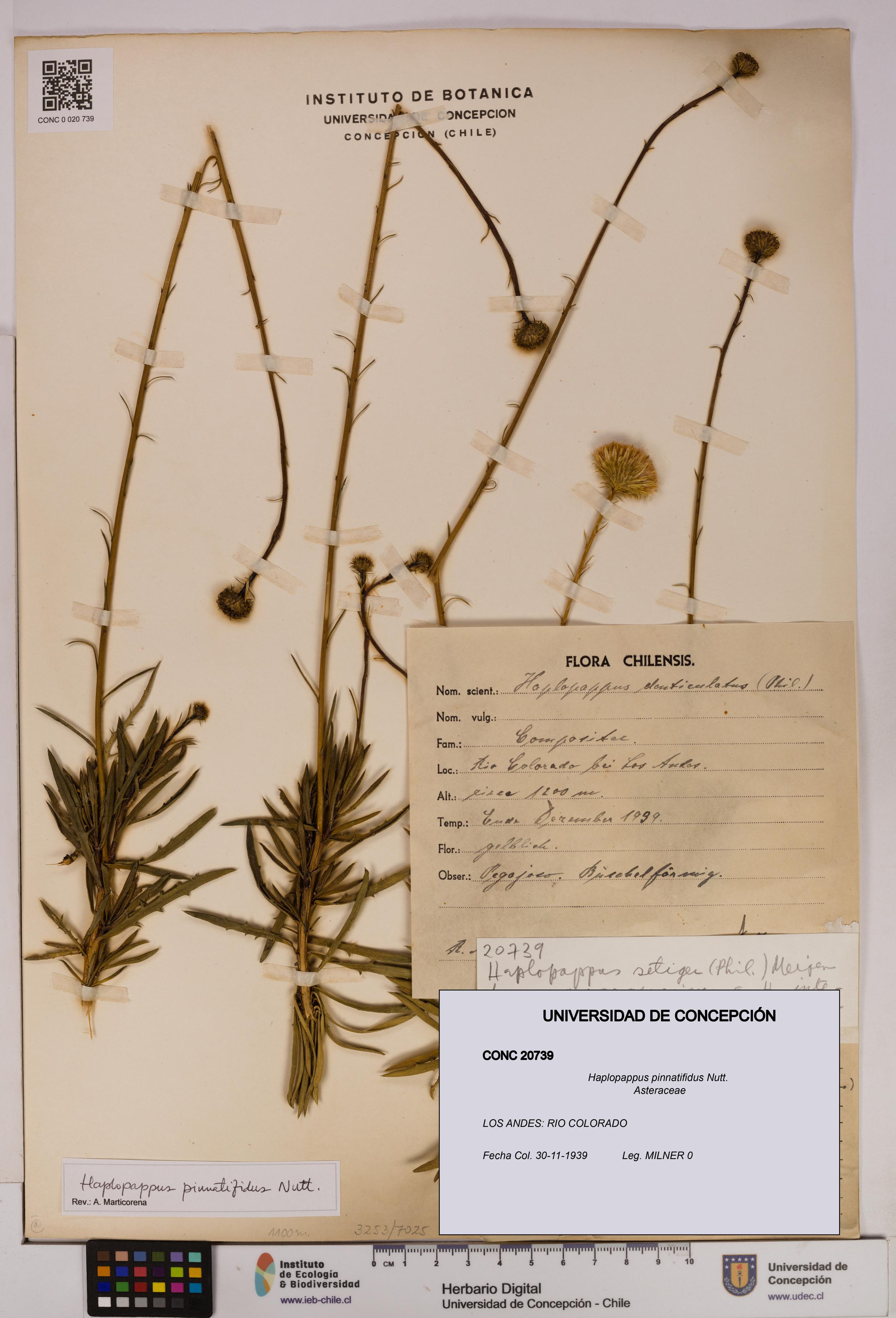 Haplopappus pinnatifidus [Espécimen: UDEC:CONC:0020739]