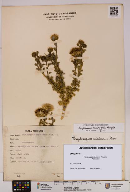 Haplopappus vicuniensis [Espécimen: UDEC:CONC:0020740]