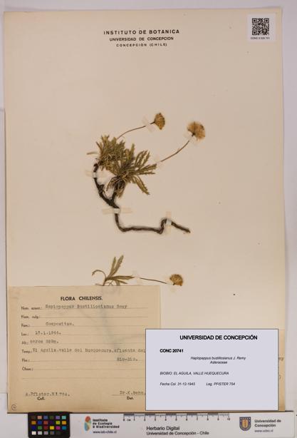 Haplopappus bustillosianus [Espécimen: UDEC:CONC:0020741]