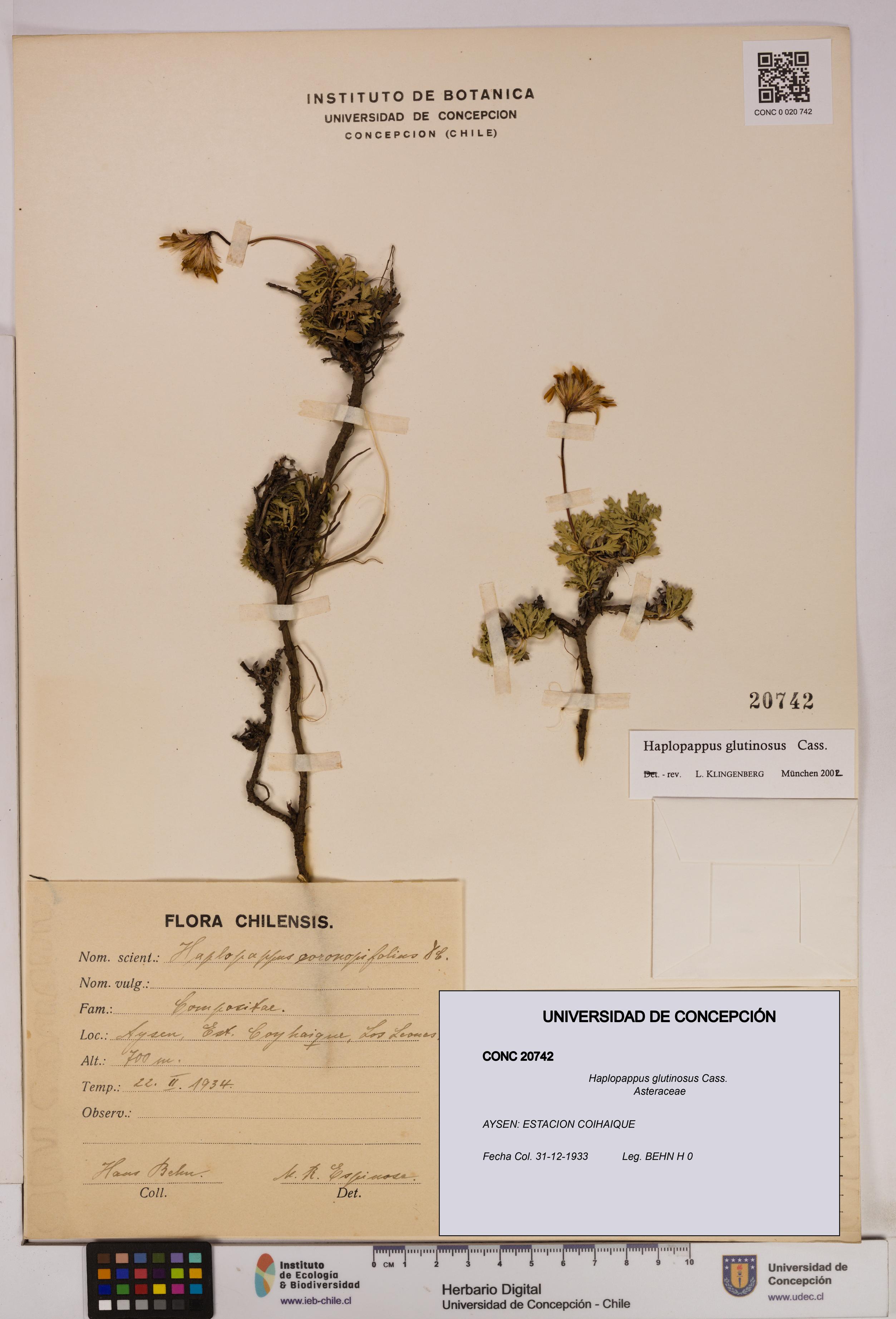 Haplopappus glutinosus [Espécimen: UDEC:CONC:0020742]