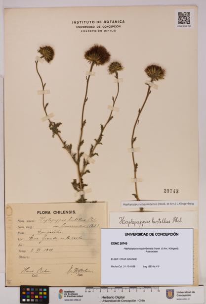 Haplopappus coquimbensis [Espécimen: UDEC:CONC:0020743]