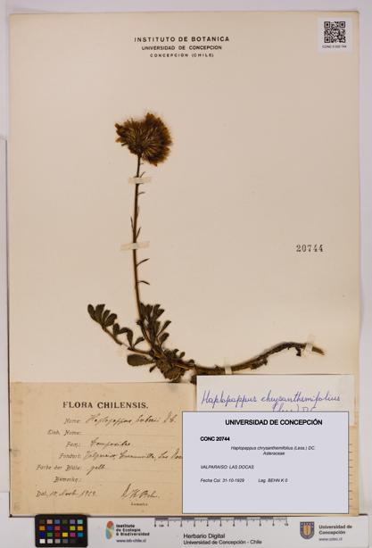 Haplopappus chrysanthemifolius [Espécimen: UDEC:CONC:0020744]