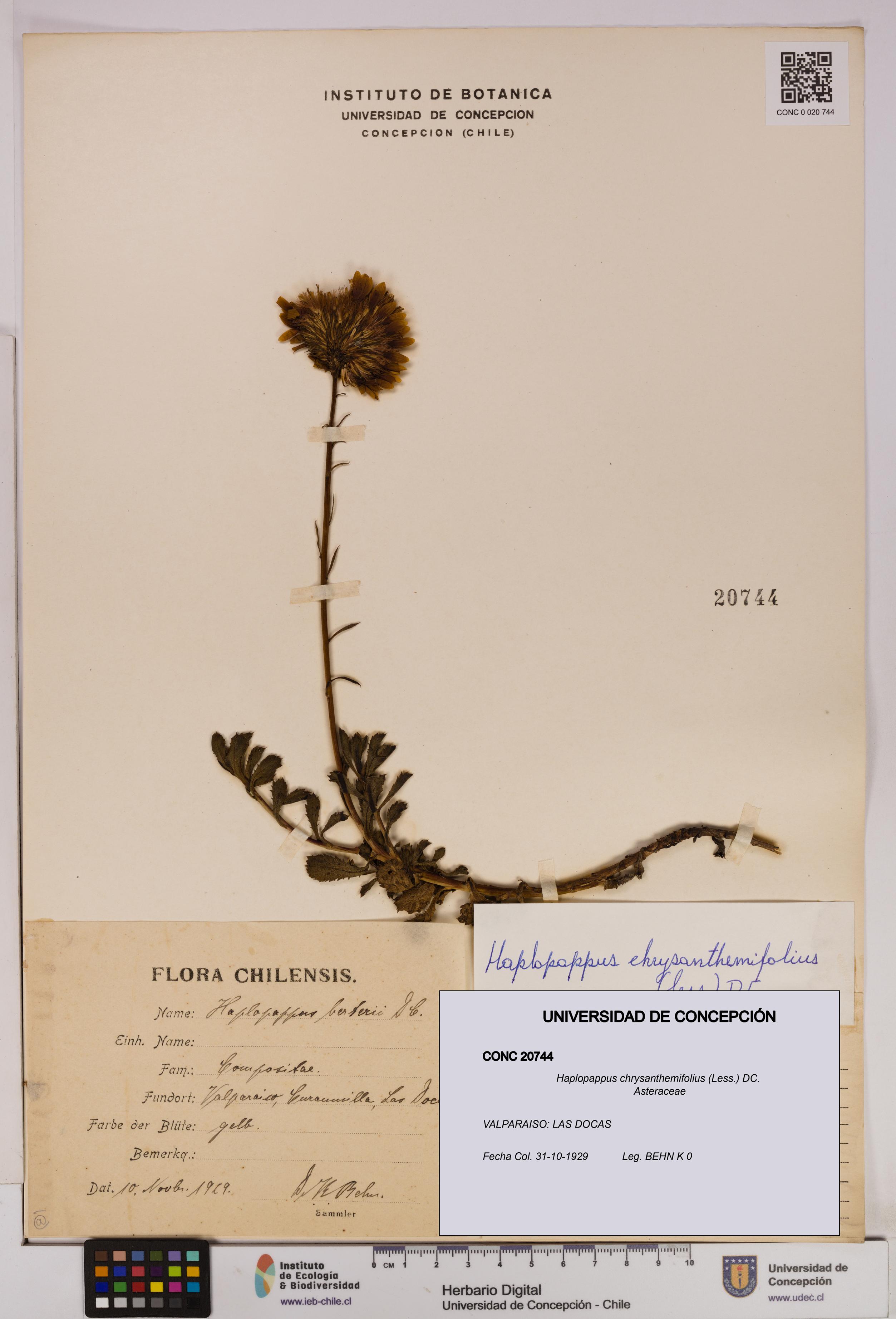 Haplopappus chrysanthemifolius [Espécimen: UDEC:CONC:0020744]