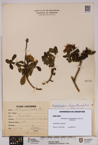 Haplopappus chrysanthemifolius [Espécimen: UDEC:CONC:0020745]