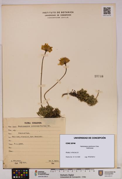 Haplopappus glutinosus [Espécimen: UDEC:CONC:0020746]