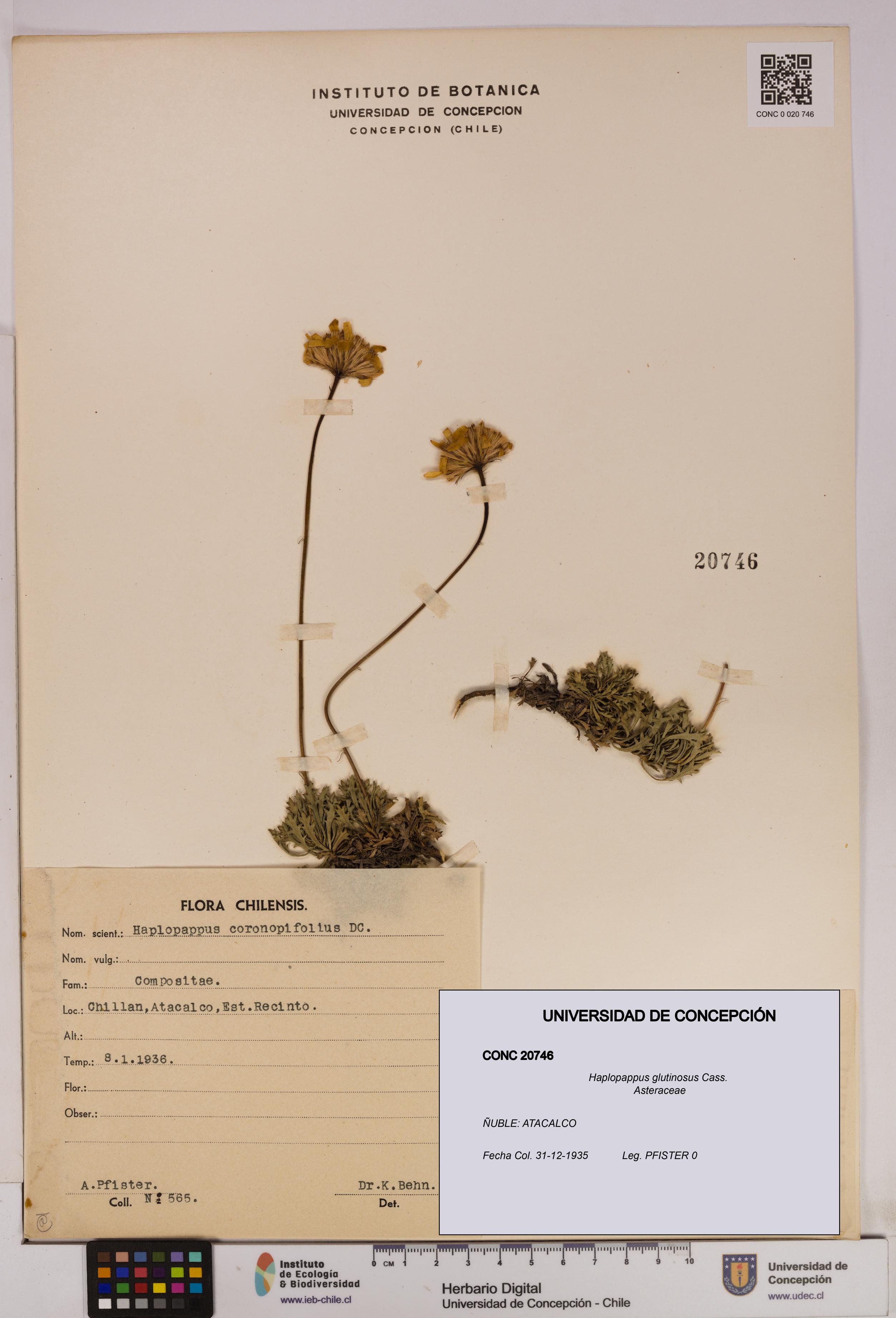 Haplopappus glutinosus [Espécimen: UDEC:CONC:0020746]