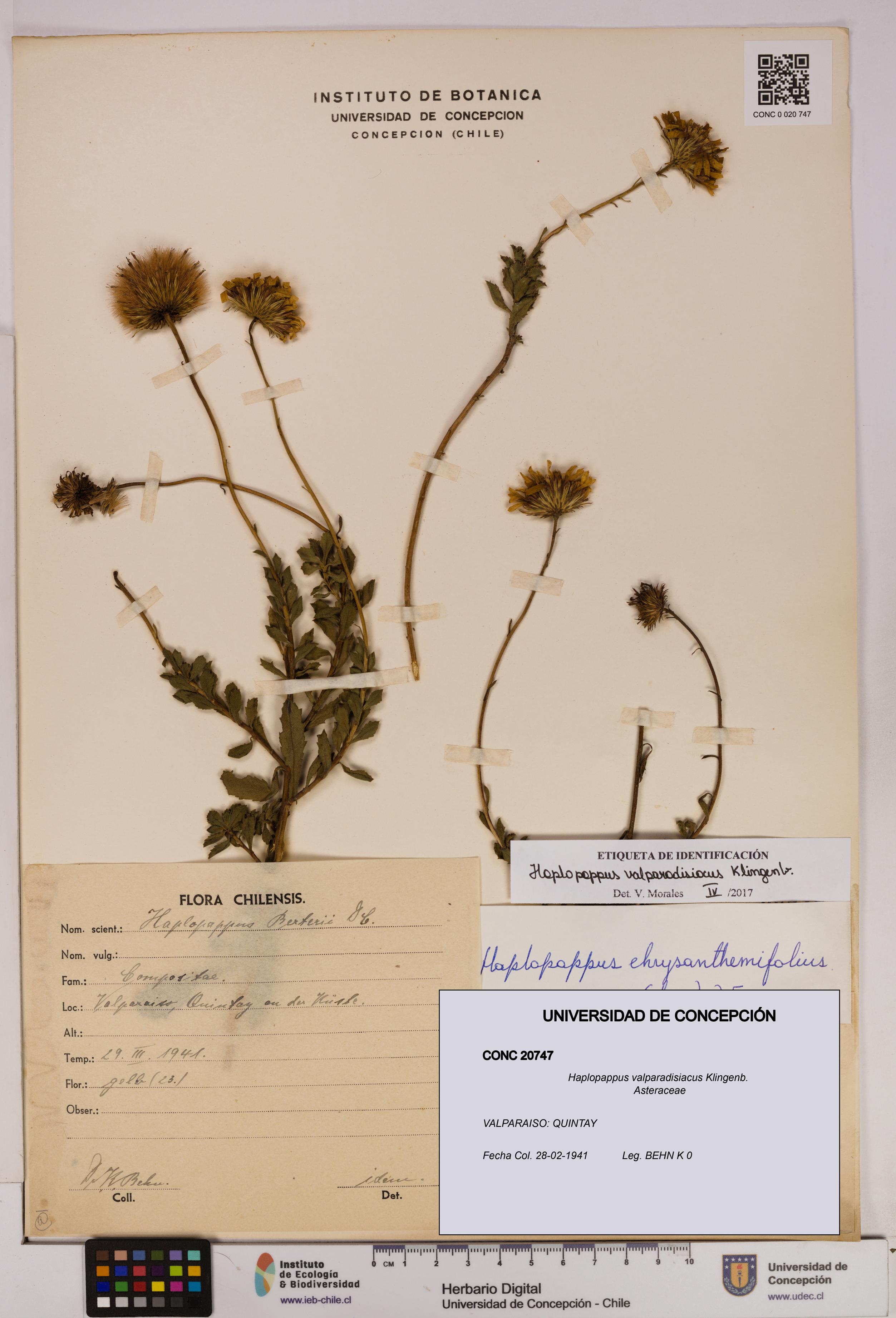 Haplopappus valparadisiacus [Espécimen: UDEC:CONC:0020747]
