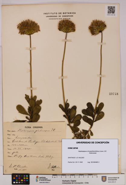 Haplopappus chrysanthemifolius [Espécimen: UDEC:CONC:0020748]