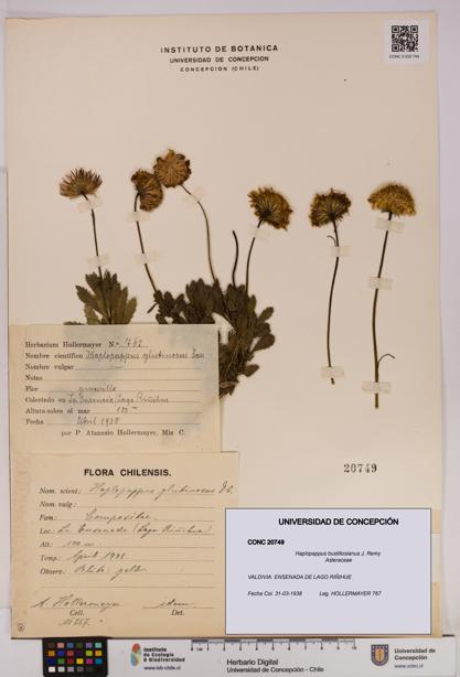 Haplopappus bustillosianus [Espécimen: UDEC:CONC:0020749]