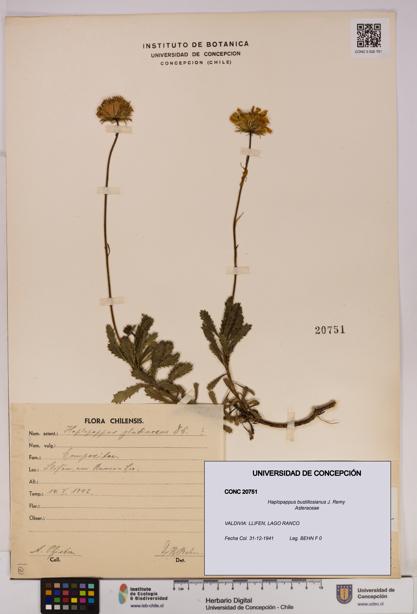 Haplopappus bustillosianus [Espécimen: UDEC:CONC:0020751]