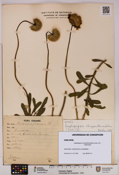Haplopappus chrysanthemifolius [Espécimen: UDEC:CONC:0020752]