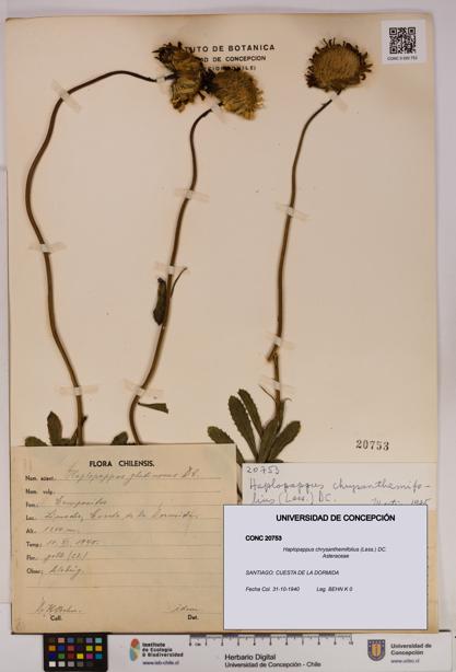 Haplopappus chrysanthemifolius [Espécimen: UDEC:CONC:0020753]