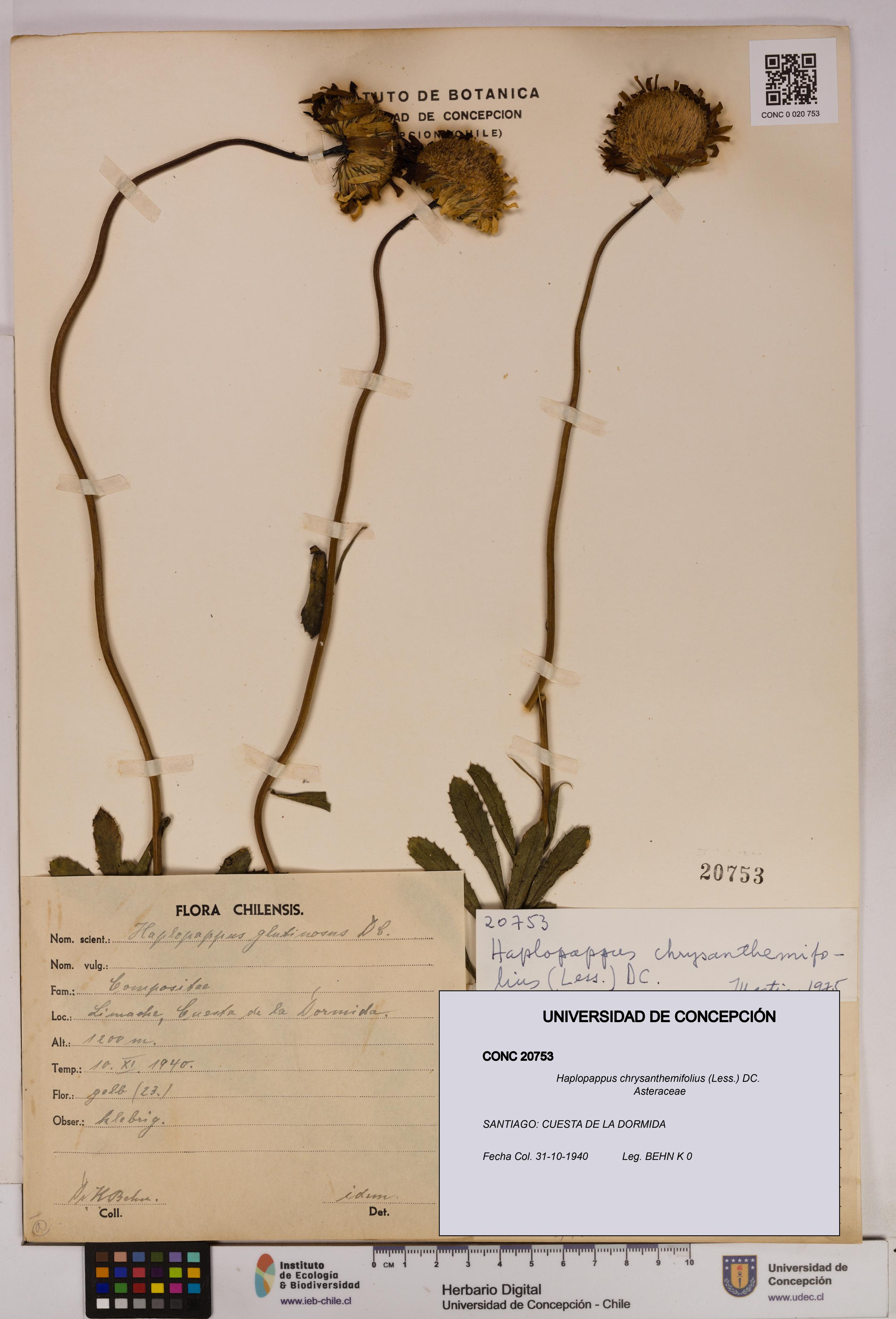 Haplopappus chrysanthemifolius [Espécimen: UDEC:CONC:0020753]
