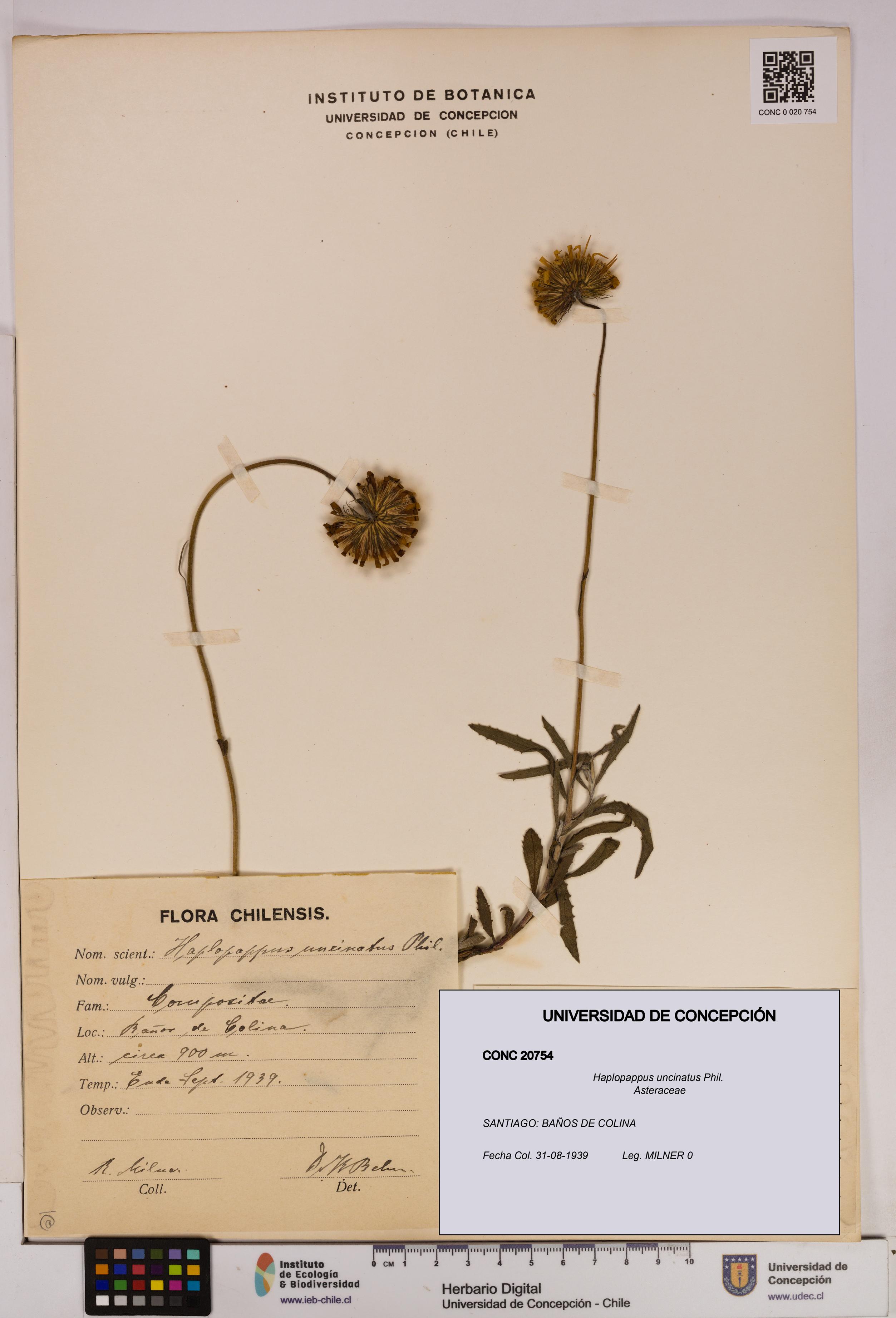 Haplopappus uncinatus [Espécimen: UDEC:CONC:0020754]